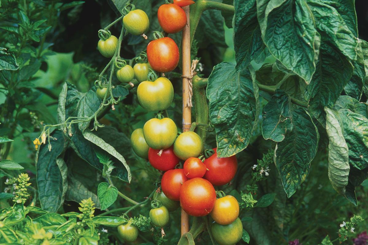 newscientist's tweet image. Growing skills: Top tips for producing the best veg in town newscienti.st/2FeWGOk