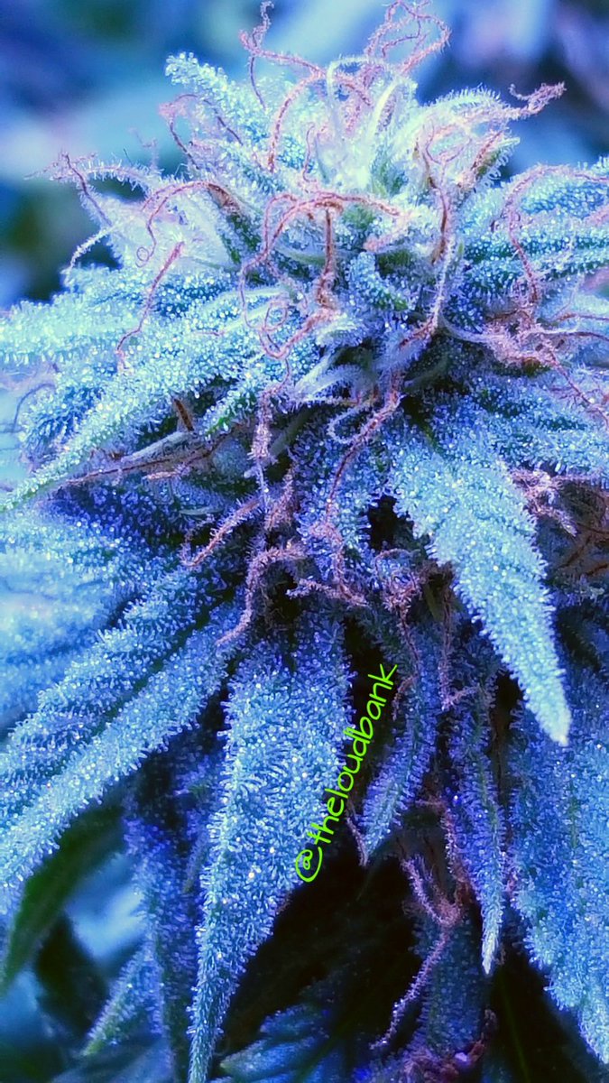 TheLoudBank tweet picture
