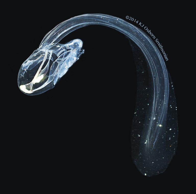 MBARI_News's tweet photo. #MBARI scientist Bruce Robison describes his experience exploring the midwater off the Cape Verde Islands in submersible #JAGO in @OSCM_'s blog: https://t.co/IhmeJiabbG
#POS520 #RV_POSEIDON https://t.co/ytdMpvBmh4