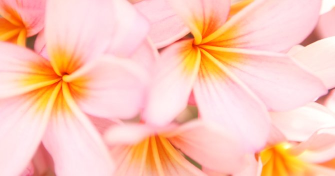 bloomiq's tweet photo. With the power to transform moods, color is the key to setting the ambiance of your garden. #plantchat #bloomiqtips #flowerpower https://t.co/wVtxDF1IEb https://t.co/LqZWRNXRXF