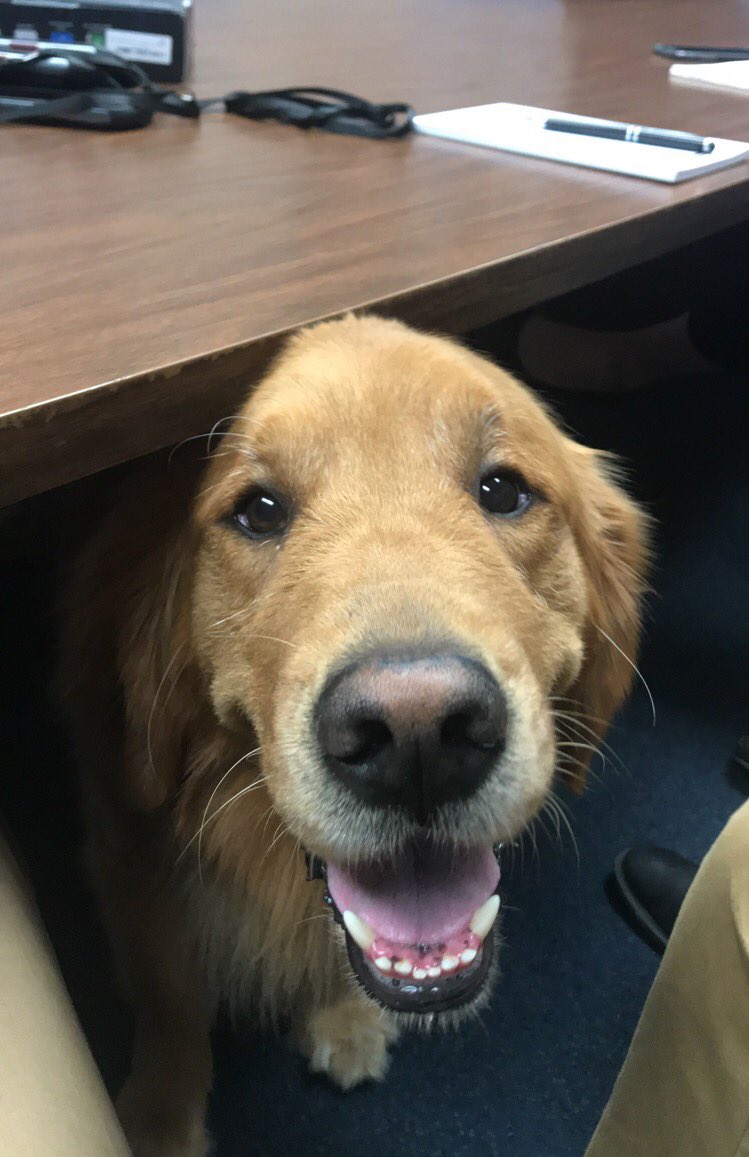 Trying to start a meeting at the <a href="/TrentonThunder/">Trenton Thunder⚡</a> but… 

#BatDog #MiLBisFun ⚾️🐶