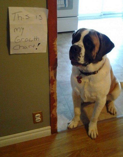 WeLoveDogsUSA's tweet image. Mischievous Boxer: &quot;This is my growth chart!&quot;
#Boxers #MischievousBoxers #Mischievousdogs

@HamillHimself @MelodiePariseau @dogcelebration @dreneehawkins  @LisaVanderpump @LandofCuteness @jenaC2 @invisibleman_17 @mesmitch
@Berti_and_Ernie @Momofonerotti @Thomas_581 @Dogs_Purpose