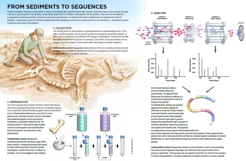 ce_offord's tweet photo. One of the most interesting graphics I've had the pleasure of working on! This time on digging up ancient proteins for paleoproteomics. Art by @gmretseck, science advice from @ERSchroeter https://t.co/8VPtcdLHTF @TheScientistLLC https://t.co/57NffHZR5p
