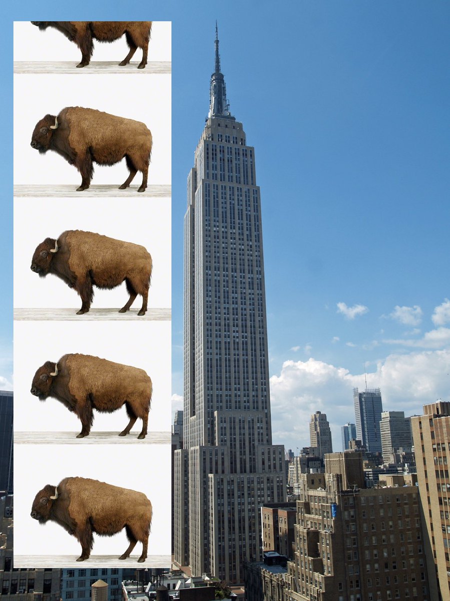 CorrectTakeGuy's tweet photo. FACT: it only takes four and a half buffalo stacked on top of one another to reach the top of the Empire State Building https://t.co/YPEjTdi31q