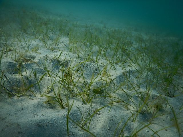 Happy😀 to celebrate the #WorldSeagrassDay with pics📸 from colleagues worldwide🌍🌱. Let's start the #SeagrassAwarenessMonth with a capture of Halodule wrightii from  #Balandra, #Mexico #LaPazBCS 

#seagrass @ProjectSeagrass  #OceanOptimism #seagrassconservation