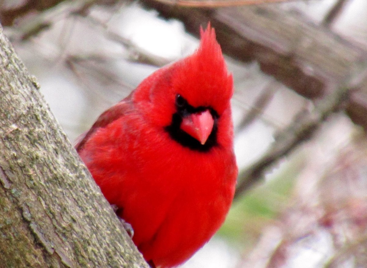 Relax, Refresh, &amp; Renew! Wishing our Cardinals safe travels for Spring Break too!