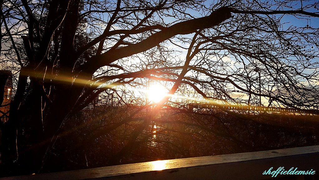 Sheffieldemsie's tweet photo. #brightsun #sun #sunpics #sunworshipper #sunsetlovers #skyporn #wintersday #trees #baretrees #cambridge https://t.co/9wLzL8zVXl