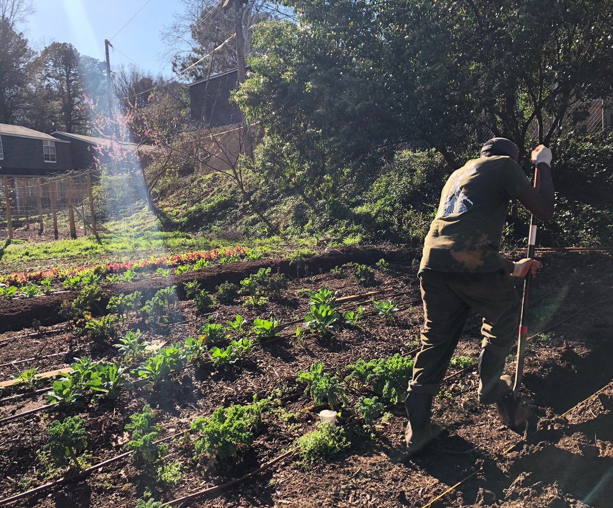 TLWUrbanAg's tweet photo. Getting ready to grow 🌱 a long time member of our farm staff, Jerimiah Amimo preparing our soil for the season! 
#springprep #springpreparation #urbanagriculture #urbanag #growyourown #eatlocal #farmer https://t.co/MV97CEy5bM