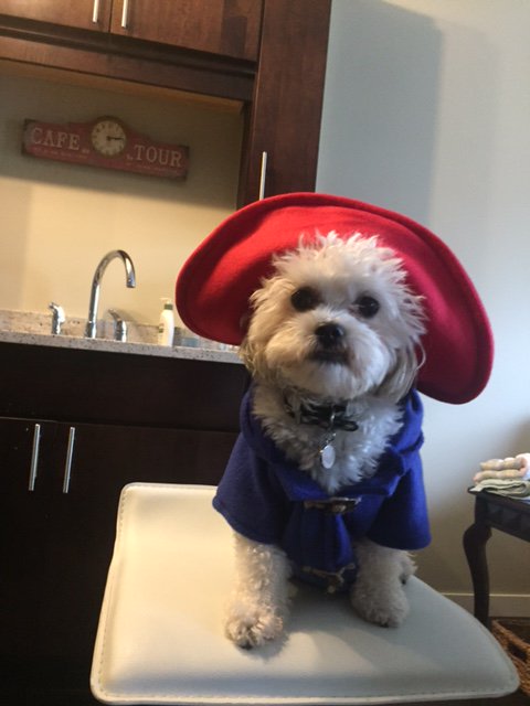 readitstem's tweet image. Happy Thursday from our Paddington Bear!