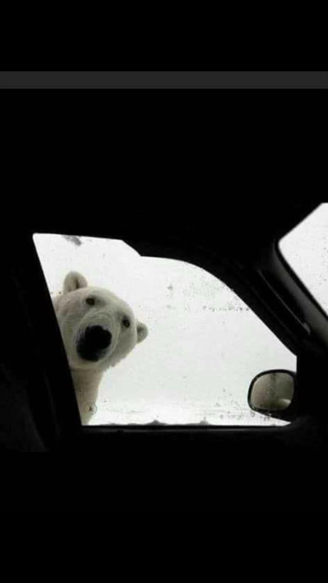 SureInsurance's tweet image. The beast from the east needs to stop ✋ in Edinburgh. I got the fright of my life heading for supplies for old neighbours.......