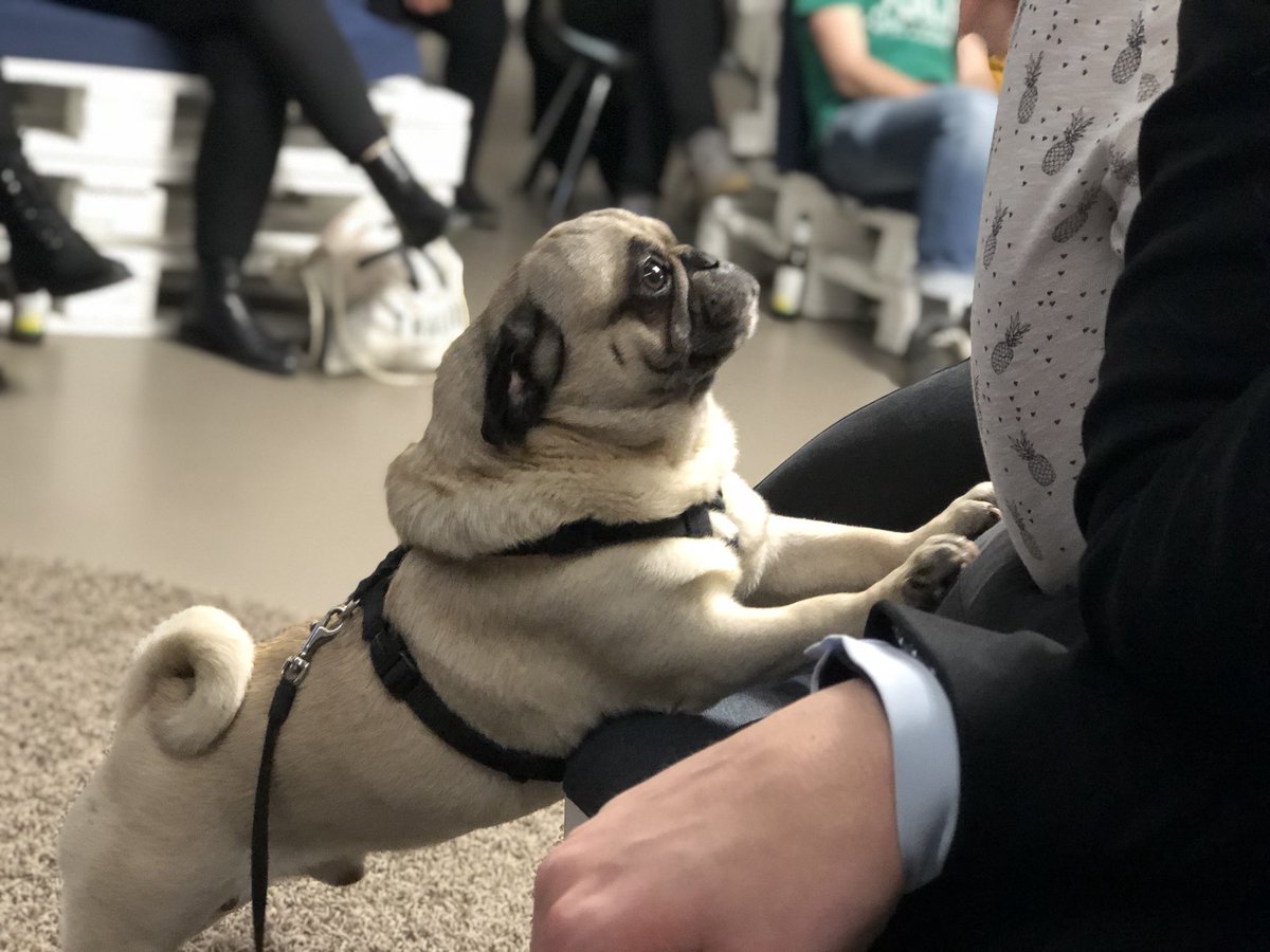 ruhrpottkind's tweet photo. Heute beim #SoMeRuhr im @RuhrHub mit Special Guest 😍🐶 #teamlove https://t.co/co0MndeyqY