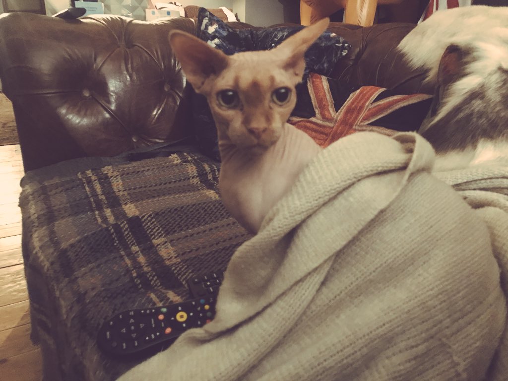 baldcatkeith's tweet photo. Definitely sofa weather. Someone bring me food and a tonne of cat nip then leave. https://t.co/HB2UtAooYP