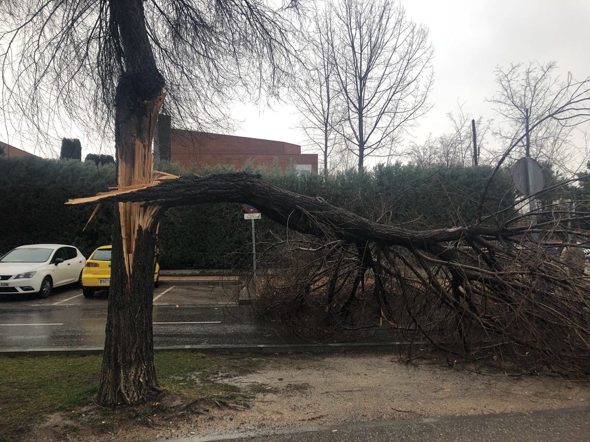 Nuevas_Getafe's tweet photo. ⚠️⚠️ Múltiples caídas de árboles en #Getafe. Esperemos que no haya daños personales y los daños materiales sean los mínimos ante la desidia del gobierno municipal en el cuidado y atención de los árboles para evitar estas caídas. https://t.co/CpAhgF9Ece