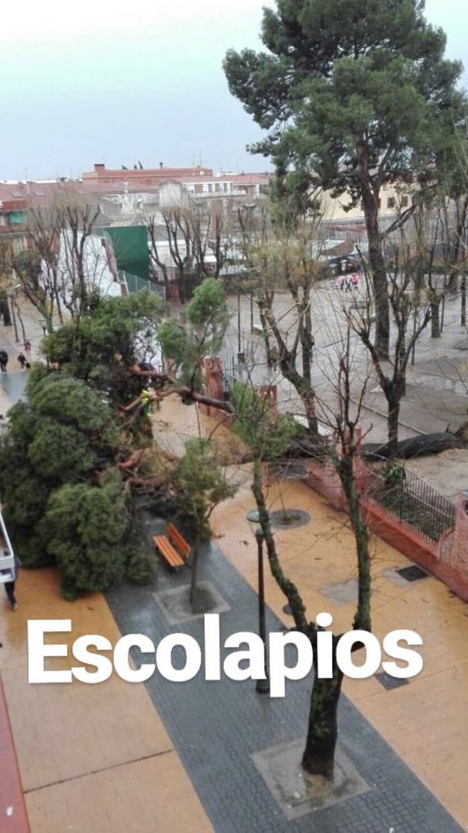 Nuevas_Getafe's tweet photo. ⚠️⚠️ Múltiples caídas de árboles en #Getafe. Esperemos que no haya daños personales y los daños materiales sean los mínimos ante la desidia del gobierno municipal en el cuidado y atención de los árboles para evitar estas caídas. https://t.co/CpAhgF9Ece