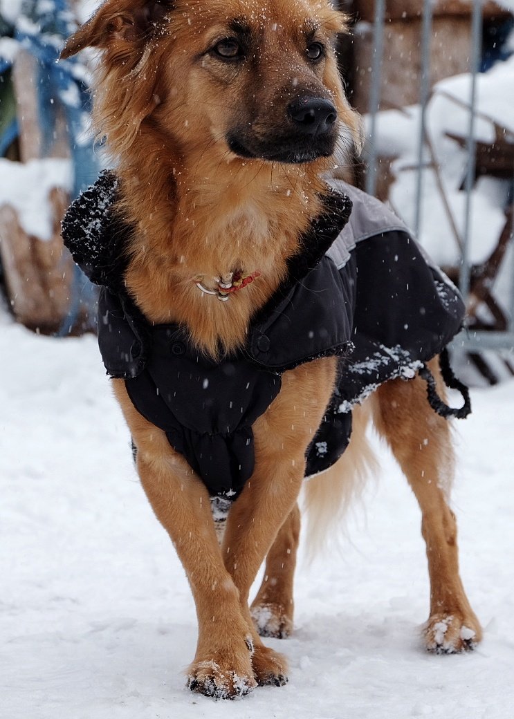 #dog #snow #cotedazur #dogs #niege #france #dogsofinstagram #niegeeherbert #frenchriviera #dogstagram #meneernieges #cannes #puppy #niegenug #cotedazure #instadog #niège #cotedazurefrance #dogoftheday #niegedacht #nice #doglover #niegehört #cotedazurevents #pet #niegesehen