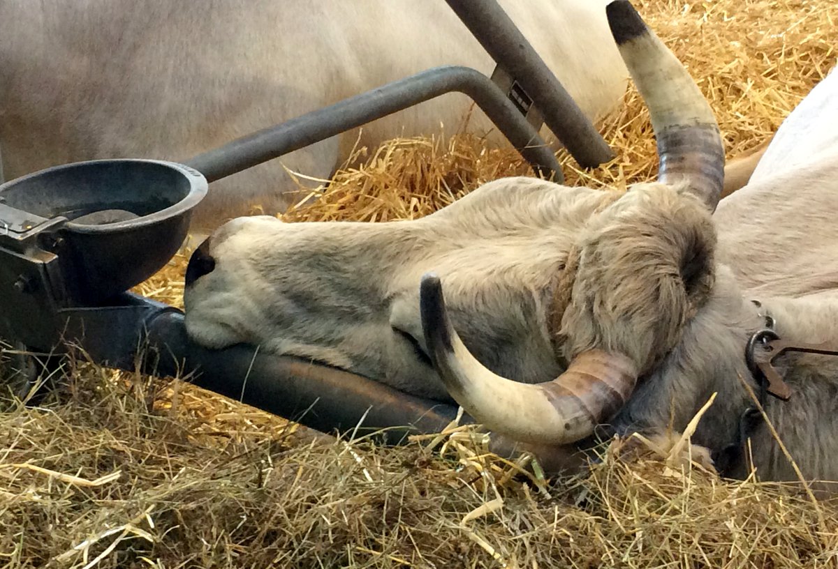 ScarlakensV's tweet photo. La #mirandaise, une #vache qui semble s'adapter merveilleusement vite à un nouvel environnement! #SIA2018 https://t.co/smAb6TP472