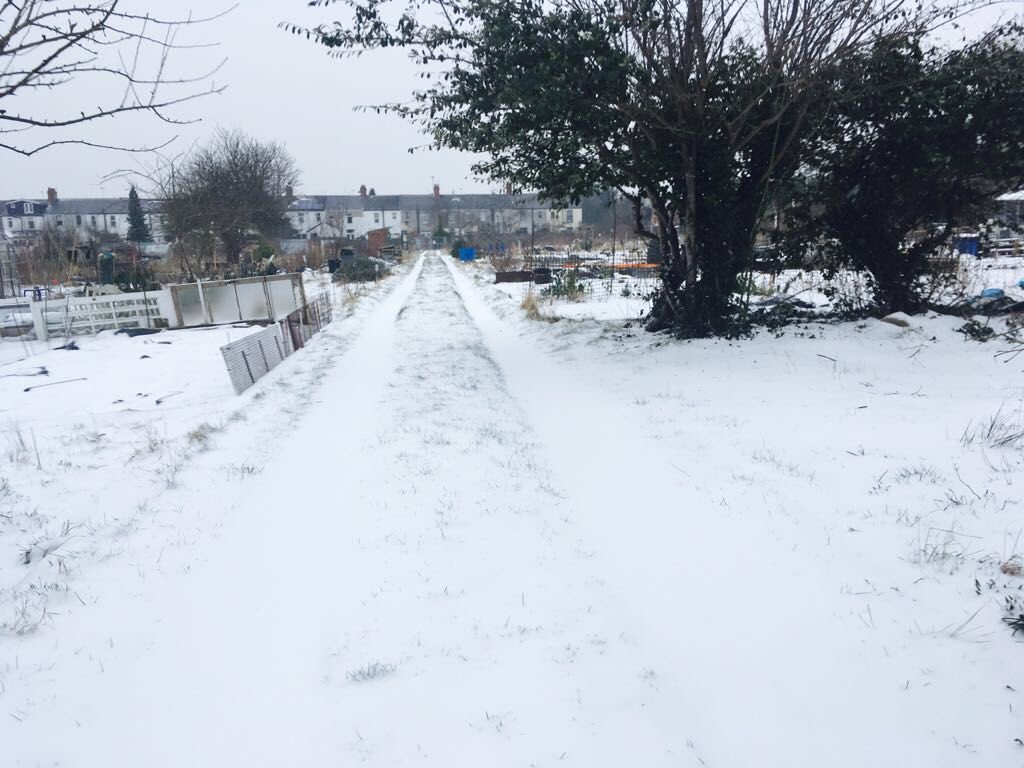 FlaxlandPlots's tweet photo. Not many down @FlaxlandPlots today 😉❄️#Cardiff #GrowYourOwn https://t.co/QQV47yJIvR