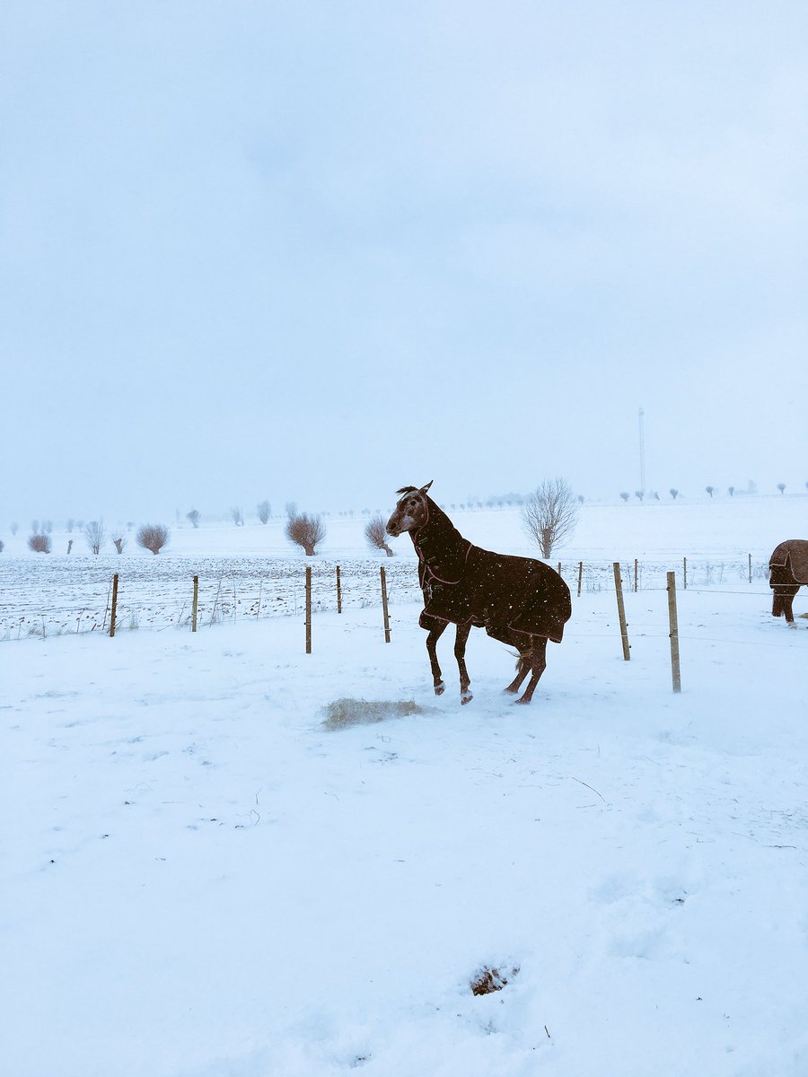 NBeventing's tweet photo. Battling the weather #stubbornmare https://t.co/3yIunhtNyG