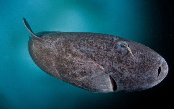 sciam's tweet photo. Caught on Camera: Scientists captured rare underwater footage of Greenland sharks in the Canadian Arctic https://t.co/NBJmVBeOWk https://t.co/bwwhniTbk9