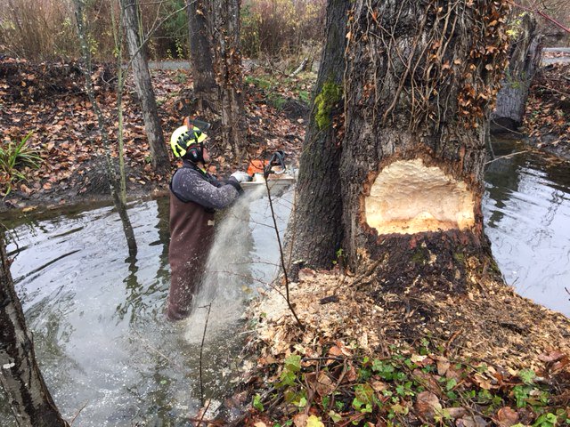 SeattleParks's tweet photo. A tree was severely damaged by beavers near a popular trail in Magnuson Park. It’s uncommon for beavers to leave the job half done, but when it does happen, our tree crew is there to keep the park safe. Our team put on their waders and got in the water to fell and clear the tree. https://t.co/4eCVbgA8pP