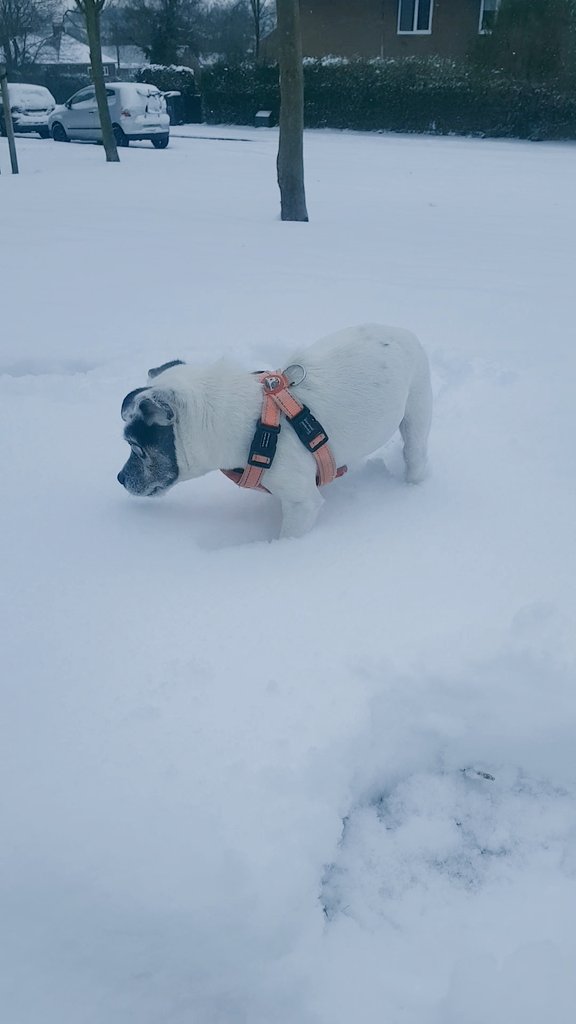 Sammy the snow dog #snowday2018 #SNOWMAGGEDDON