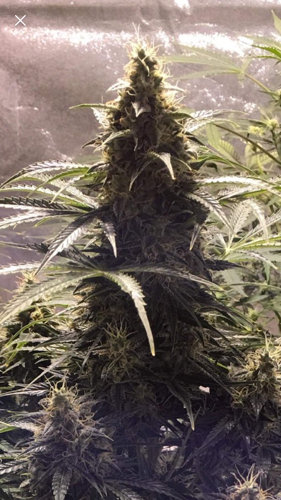 LaboratoriesC's tweet image. Morning checks complete and this Tutankhamen is looking GREAT! Will be coming down this weekend! Can’t wait!! #cannabis #autoflowergrower #budporn