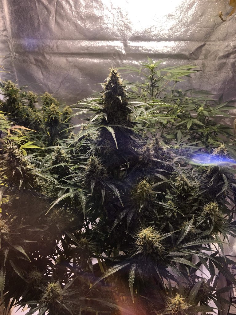 LaboratoriesC's tweet image. Morning checks complete and this Tutankhamen is looking GREAT! Will be coming down this weekend! Can’t wait!! #cannabis #autoflowergrower #budporn