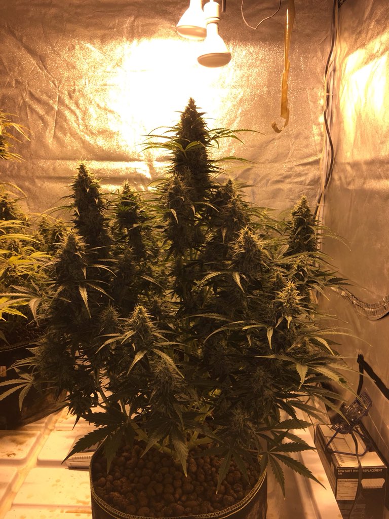 LaboratoriesC's tweet image. Morning checks complete and this Tutankhamen is looking GREAT! Will be coming down this weekend! Can’t wait!! #cannabis #autoflowergrower #budporn