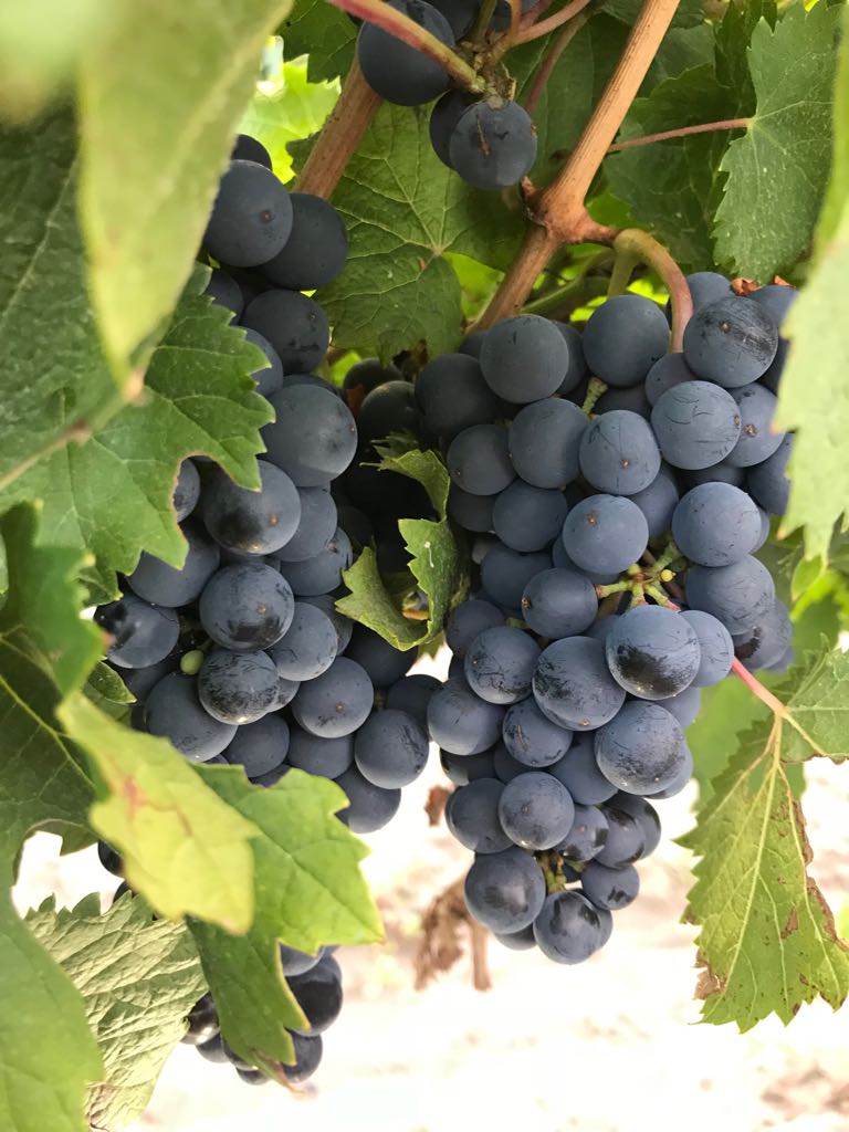 BiplanoWine's tweet photo. El arduo trabajo del día a día, ver crecer cada racimo de uva, hace que todo valga la pena. La magia de la vid está en su máximo esplendor. Estamos frente a nuestra #Cosecha2018 ! Salud 🍷🍷 #BiplanoWines https://t.co/FFWNf3aV4w