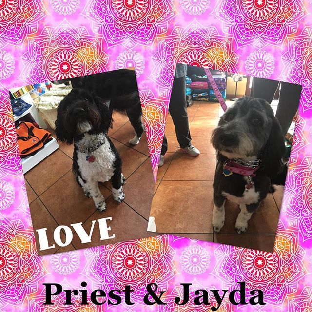 TDBFLOWERMOUND's tweet photo. Priest & Jayda came in today looking for new coats for this rainy weather!! See you guys soon!! #dogsafe #dogbakery #rawhide #naturalrawhide #allnatural #allnaturaltreats #dogtreats #cattreats #southlaketx #shopsofsouthlake #unleashthelove #dogsofinstagr… https://t.co/eLM6kAegwT https://t.co/odPSCMb6ok