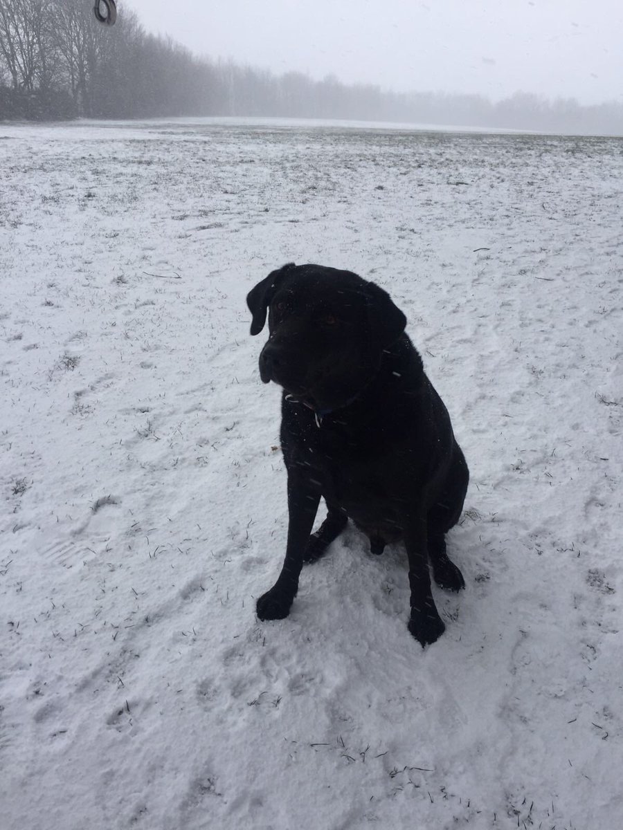 soft_chim's tweet photo. have some photos of my dog in the snow to make you all feel a little better ❄️⛄️ https://t.co/F3ypORJMjZ