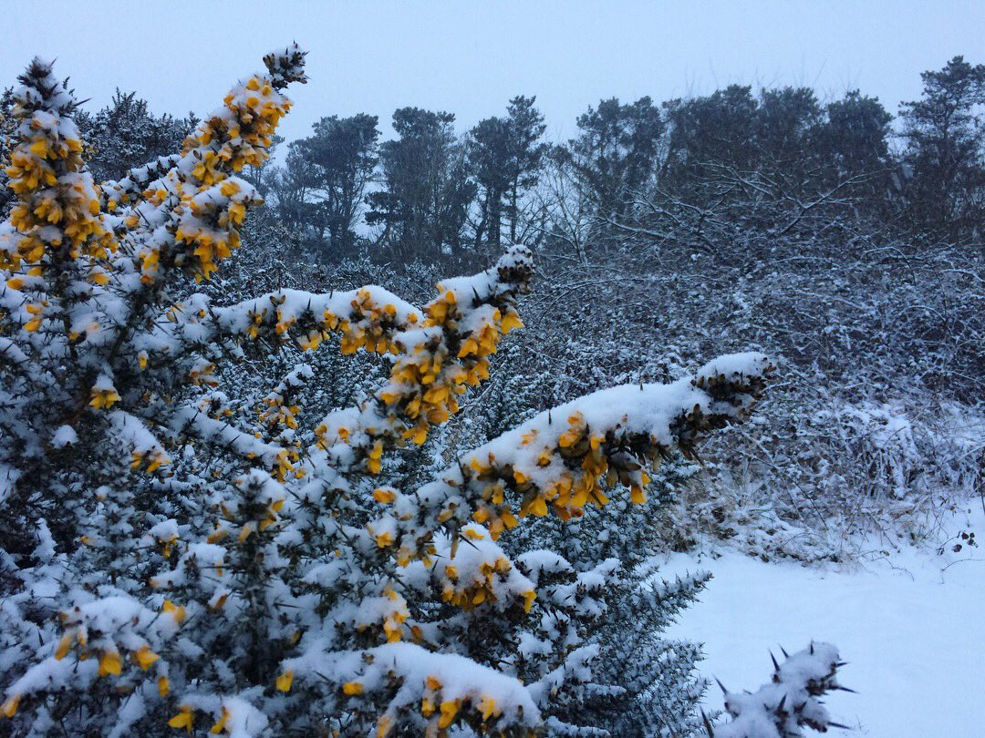Callywith's tweet photo. We hope our students have enjoyed the beautiful snow across Cornwall today and are keeping warm and safe! ❄️❄️❄️ The College will be closed again tomorrow (Friday 2nd March). #cornwall #cornishsnow #Bodmin https://t.co/fbKentLIcX