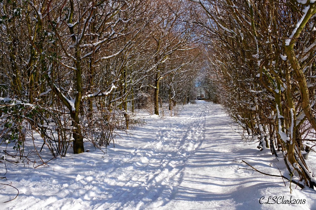 Snow, Trees &amp; Shadows #winter #spring #snow #weather #snowuk #snowday #photo #fujifilm #fujixt2 #fujifilm_xseries #repostmyfujifilm #photography <a href="/sfujita55/">Scott Fujita</a> <a href="/KentScenes/">Scenes from Kent</a> <a href="/ExploreKent/">Explore Kent</a> <a href="/VisitKent/">Visit Kent</a>