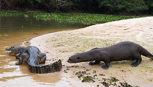 Featured Creature در توییتر This Is A Psa That Giant Otters From The Amazon River Can Reach Up To 6 Feet In Length