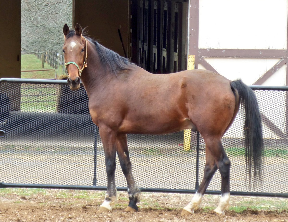 HoganEquine's tweet photo. Final update on KILLEAN CUT KID-turns out we just couldn’t let him go 😍 😍😍-he has been officially adopted by @HoganEquine! He is a very special horse and we simply fell in love with him ❤️ Look at him now!! 👀 https://t.co/sdCXZILhQ8