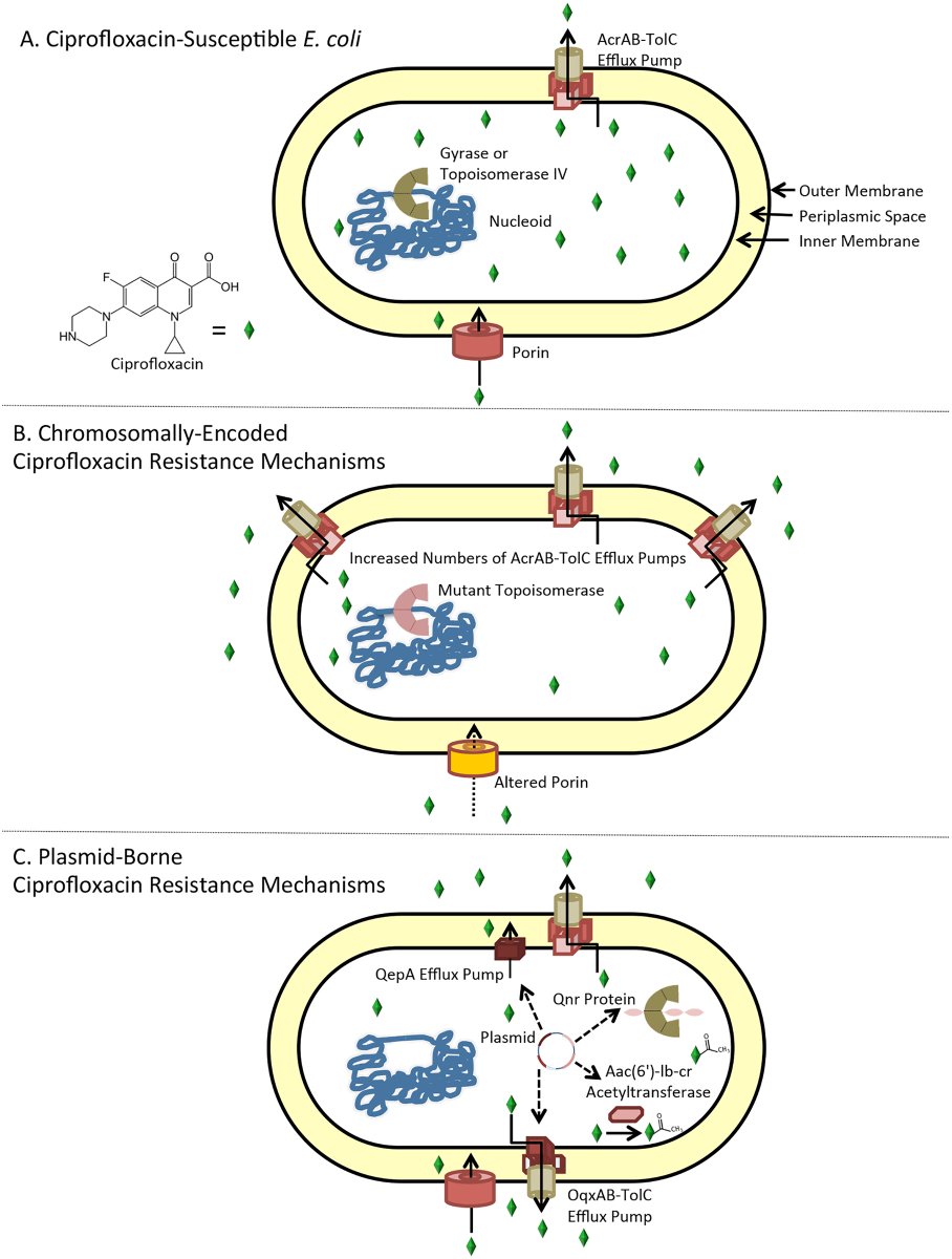 synthroid medication online