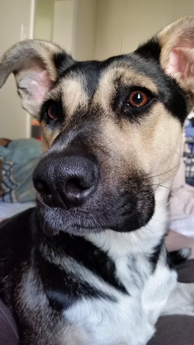 BenjaminKimble's tweet image. This is how I wake up every morning. Bailey boo! #dogs #SoldansPet