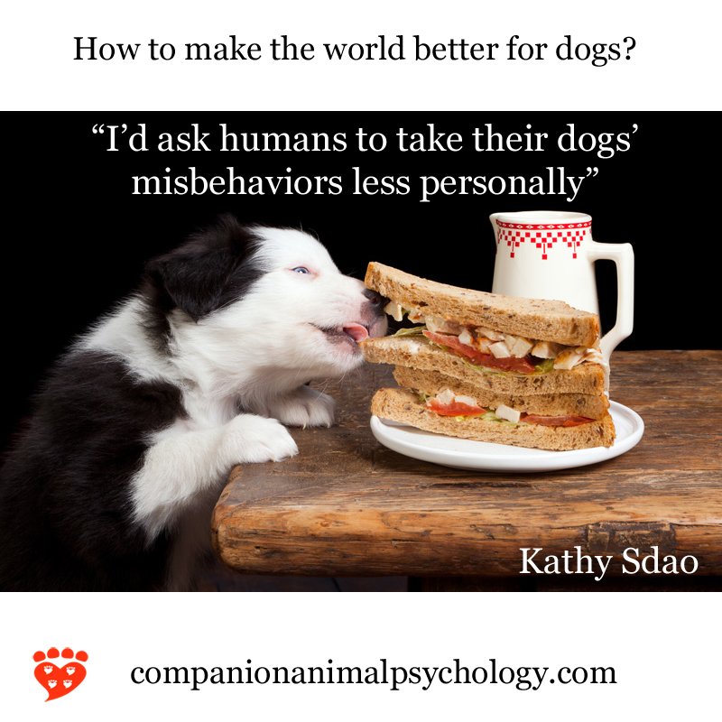 CompAnimalPsych's tweet photo. How can we make the world better for dogs? "I’d ask humans to take their dogs’ misbehaviors less personally," says @ksdao More here: https://t.co/aTy0t7412f https://t.co/GrVBibIHEs