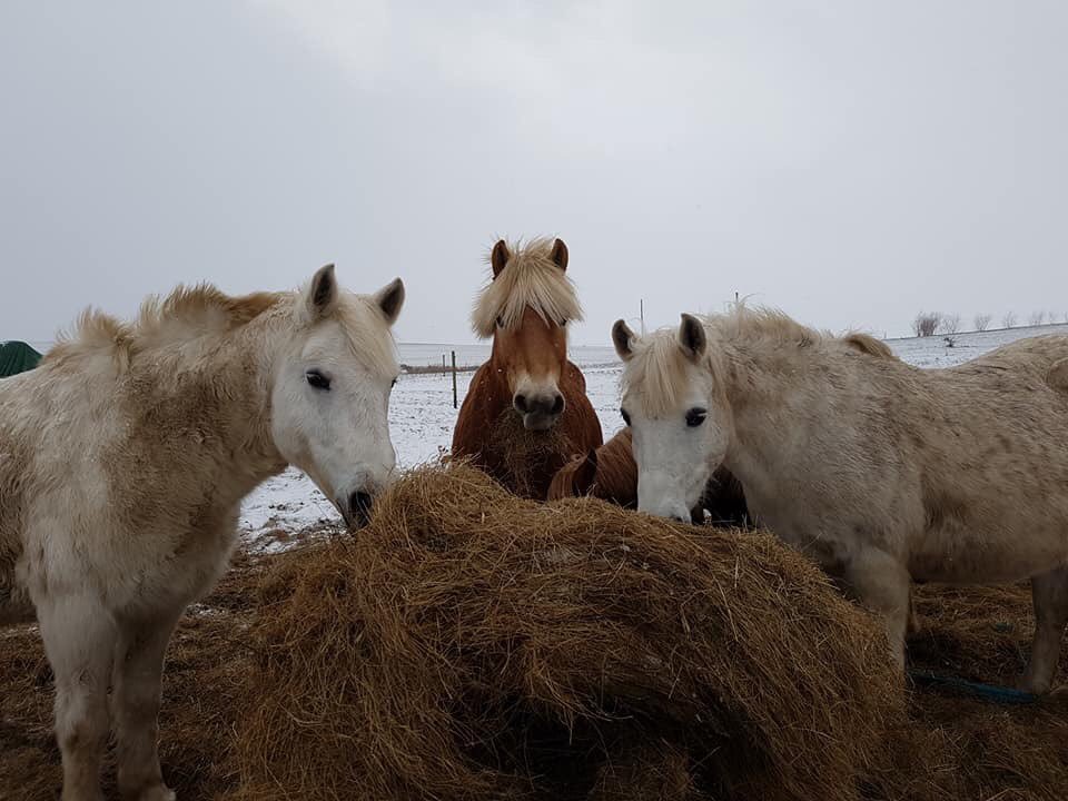 Jugendherberge's tweet photo. Die tierischen Bewohner der Jugendherberge Barth trotzen dem Wetter - und ihr so? #imschnee #reiten #mv https://t.co/ne0KqC3K2B