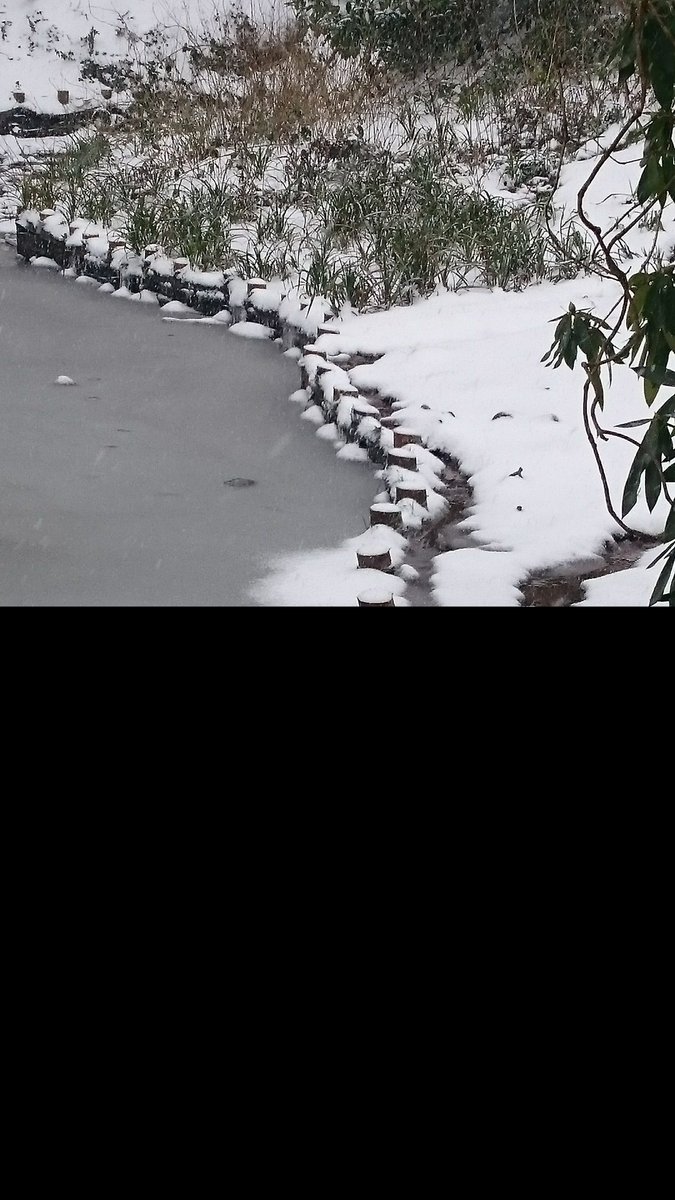 hisandhertravel's tweet image. #cockington in #torquay today was amazing. 
never seen the place like it. #cameratime