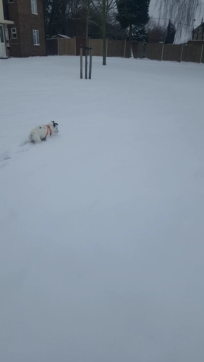 Good thing I have a long legged Jack Russell and not the more typical short legged variant, those long legs are def coming in useful when you've got snow this deep! #Snowmageddon #snowday #uksnow