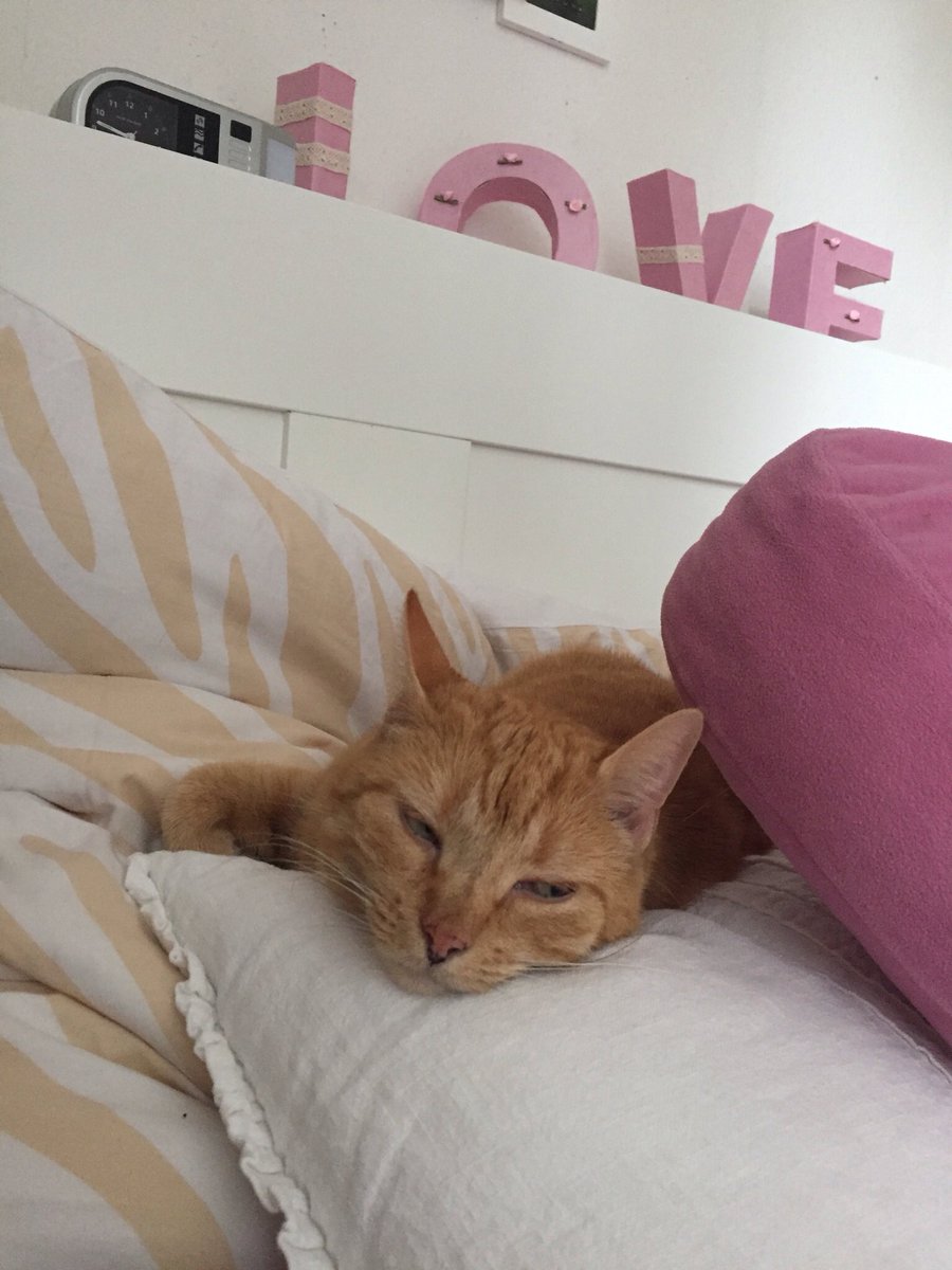 VUsselkatz's tweet photo. Cat love 😻💗 Luna https://t.co/kKkdAb0rPZ