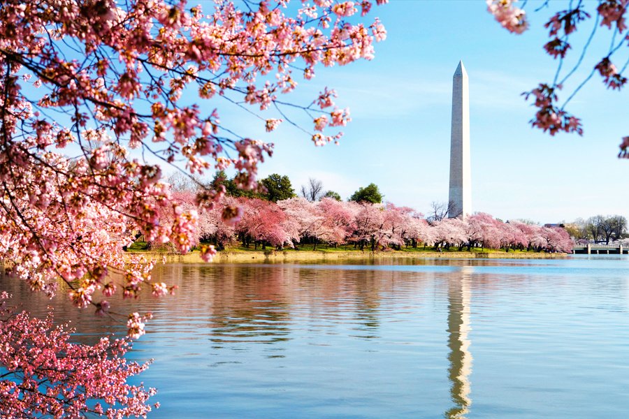 SofitelDC's tweet photo. Peak bloom for DC's famed cherry trees will begin March 17, 2018.  Be one of our first ten reservations of our @CherryBlossFest hotel package and receive a commemorative pin by @mindylamjewelry. Call (202) 730-8800 to book your stay! #CherryBlossomDC https://t.co/nher0v1NnH