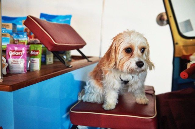 the101training's tweet photo. "Whilst it seems Lilly has the looks for TV work she definitely needs to upskill herself where tricks are concerned."

Emma from @emmaand3 wonders whether her puppy, Lilly, could be destined for stardom with Bakers? #InsideBakers 

https://t.co/dmZ9kYxp7q

#ad #dogsoftwitter https://t.co/s6tHJLbf1K