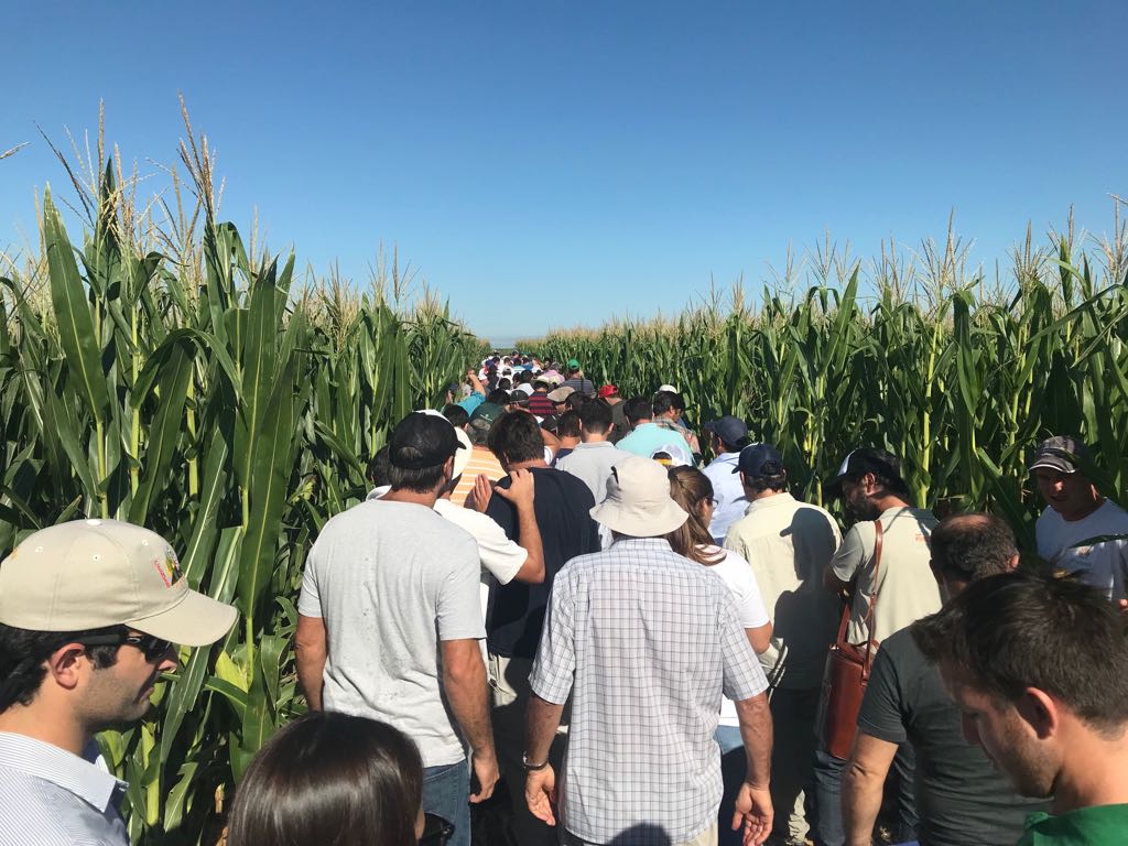 crea_arg's tweet photo. Gran convocatoria para la recorrida de #RegiónCREA Centro: más de 140 personas descubriendo las mejores alternativas para derrotar a las malezas de #Soja y #Maíz 🌾🌽💪💪#ProyectoMalezas #SomosCREA https://t.co/myRqO1e9a7