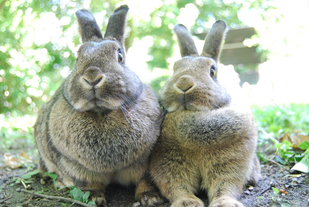 UUWorshipWeb's tweet photo. @UUEugene Thank god/the goddess/the universe it's possible to embrace both Transformation AND the first-day-of-a-new-month "rabbit rabbit" trick! https://t.co/OZD44wQMny