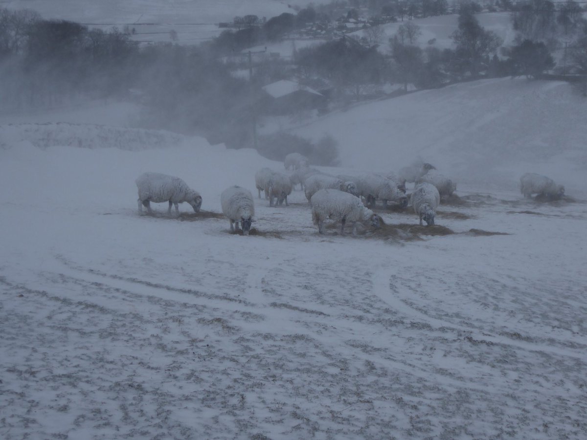 C15_Mad's tweet photo. Farmer working very hard gritting the road so milk tanker can come and collect milk, sheep trying to shelter from the strong winds. #YorkshireDales #farming #snow #wensleydale #sheep365 https://t.co/UMK0gZlQrM