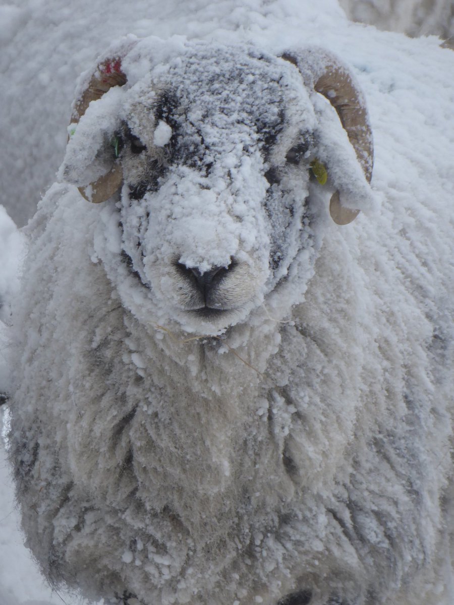 C15_Mad's tweet photo. Farmer working very hard gritting the road so milk tanker can come and collect milk, sheep trying to shelter from the strong winds. #YorkshireDales #farming #snow #wensleydale #sheep365 https://t.co/UMK0gZlQrM