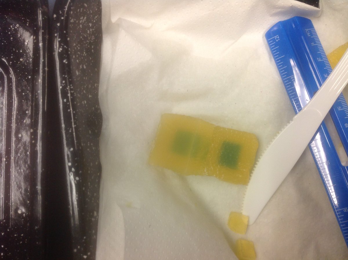 LynbrookBiology's tweet photo. Cell size, agar cube experiment in Biology today🔬#lynbrookhs https://t.co/EsbyuP85ba