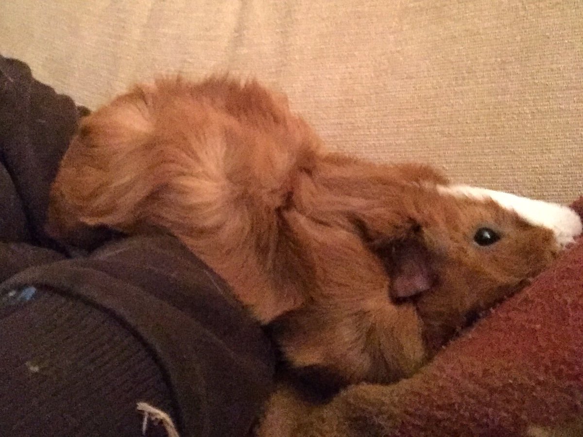 badgerbumble's tweet photo. Badger just melted #piggyflop #cuddlepig #snowday https://t.co/0JXa6cpJYc